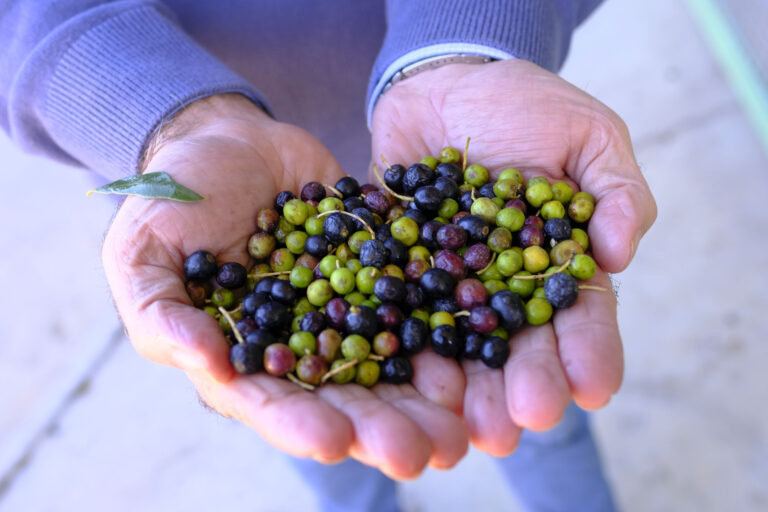 Aceitunas recogidas durante la presente campaña.