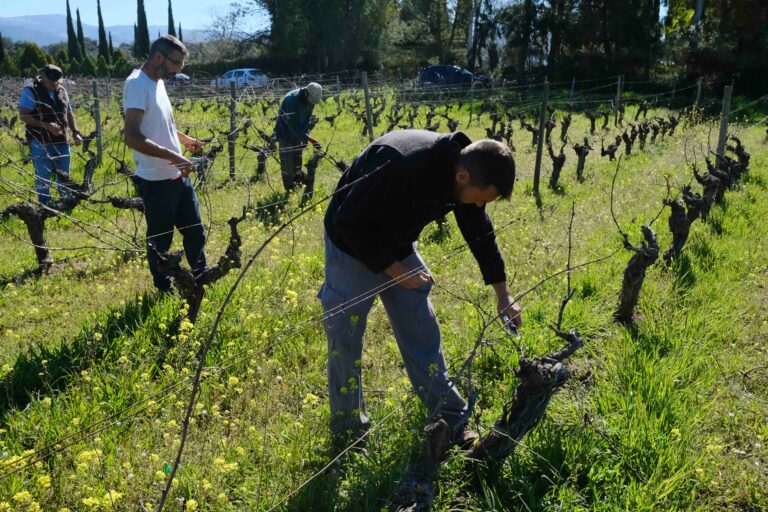 Equipo de la bodega Cortijo Los Aguilares durante el trabajo.