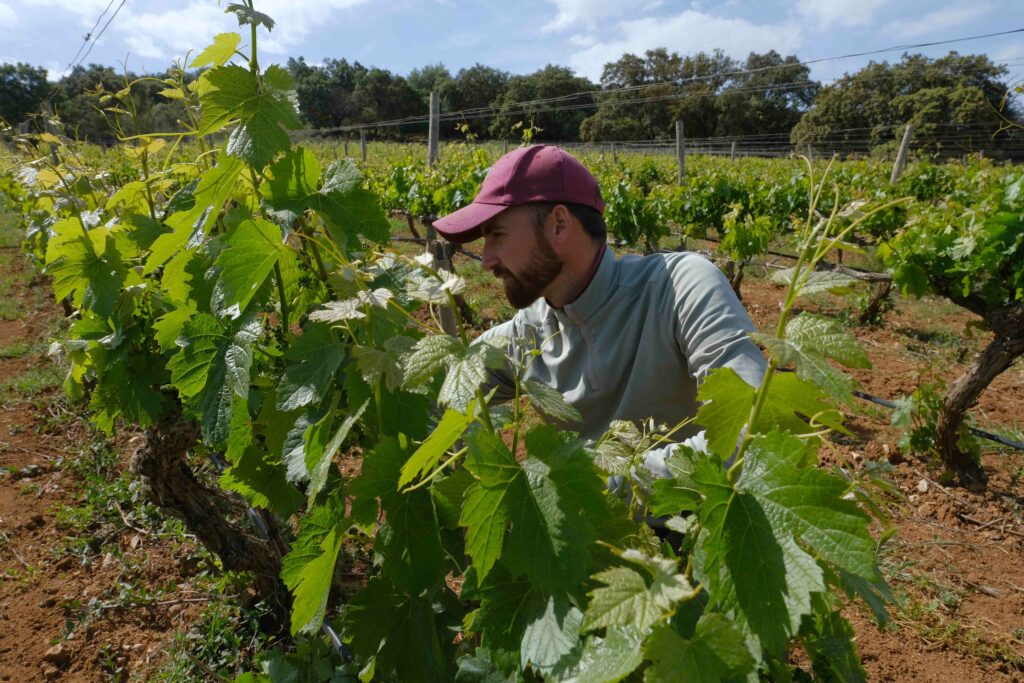 Trabajos de poda en verde.