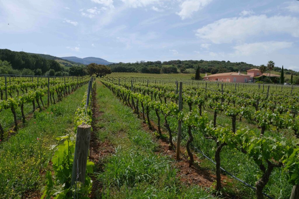 Los viñedos rodean a la bodega.