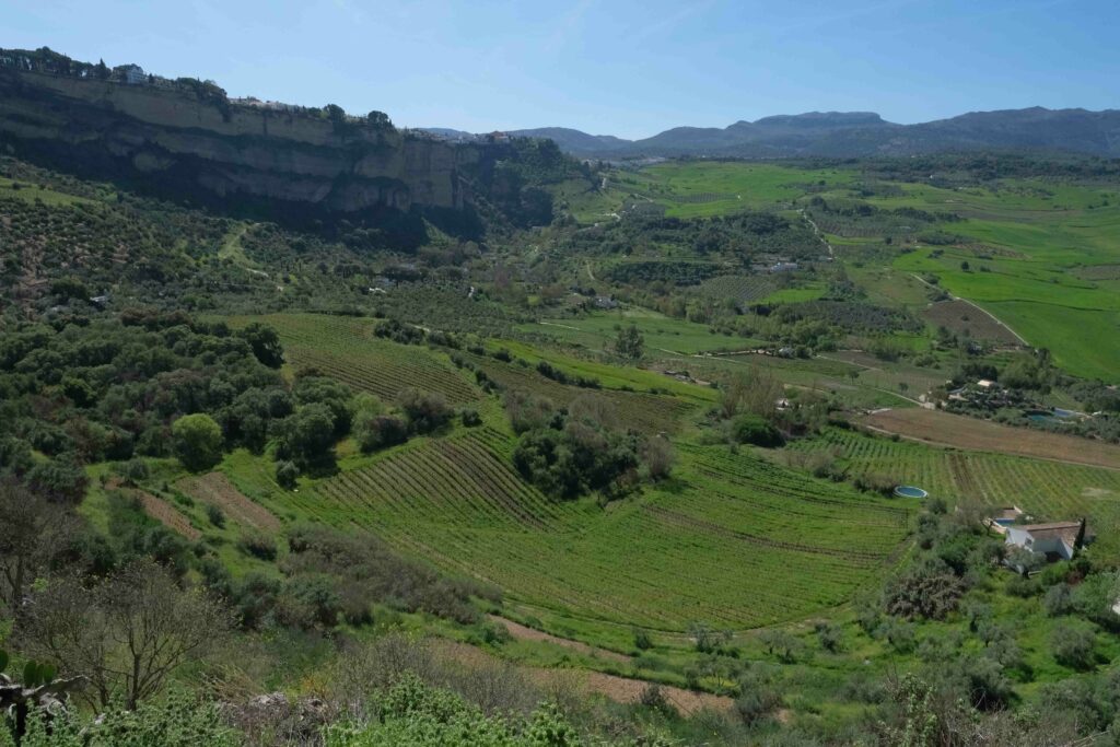 Viñedos situados en la Hoya del Tajo.