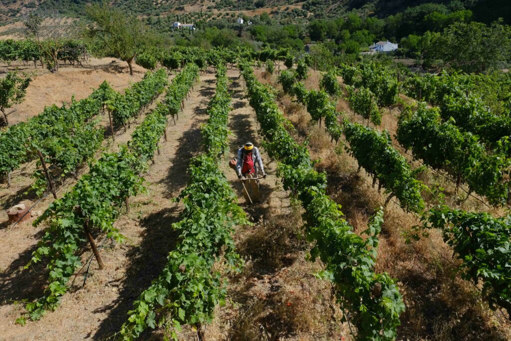 Trabajo en los viñedos para mantener la cubierta vegetal.