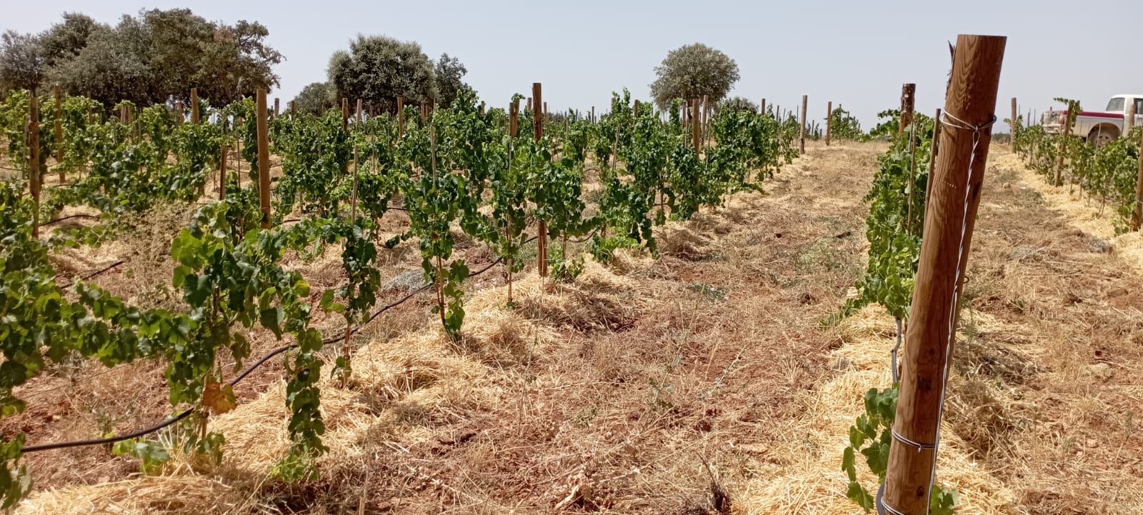 La variedad tinta ya está plantada.