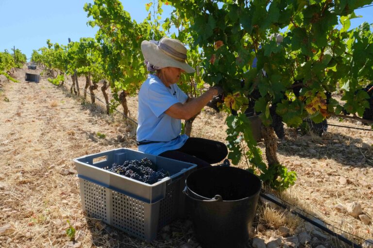 Vendimia en Cortijo Los Aguilares.