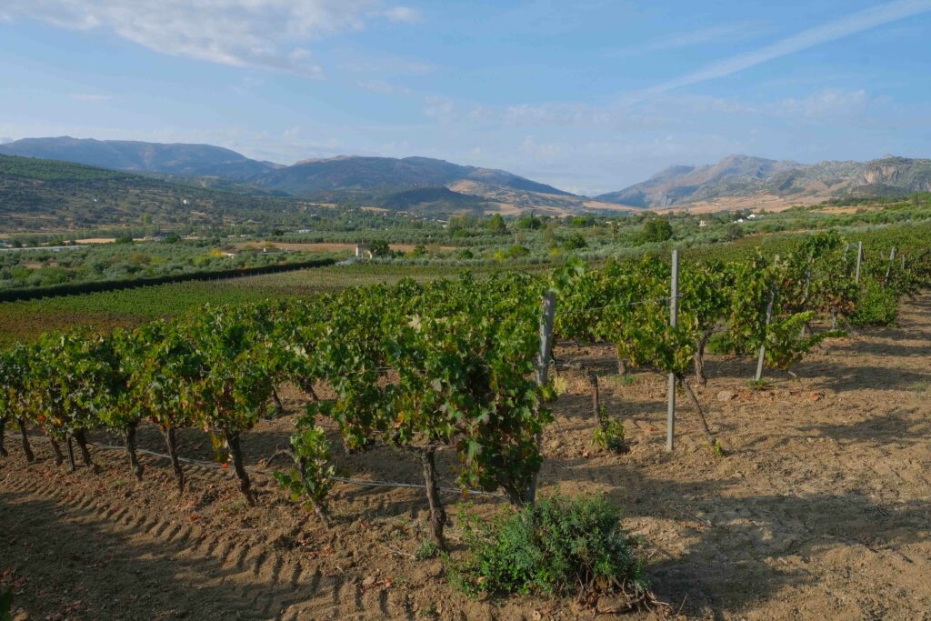 Los viñedos están situados junto a la bodega.