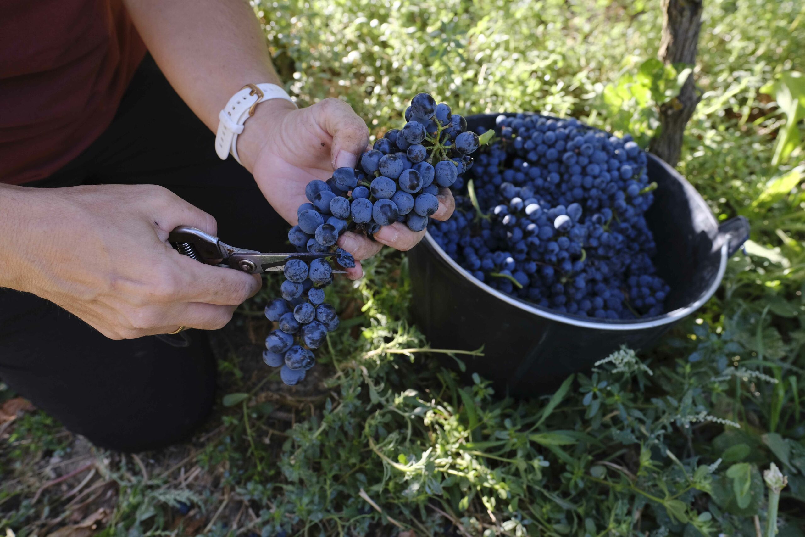 Garnacha tintorera