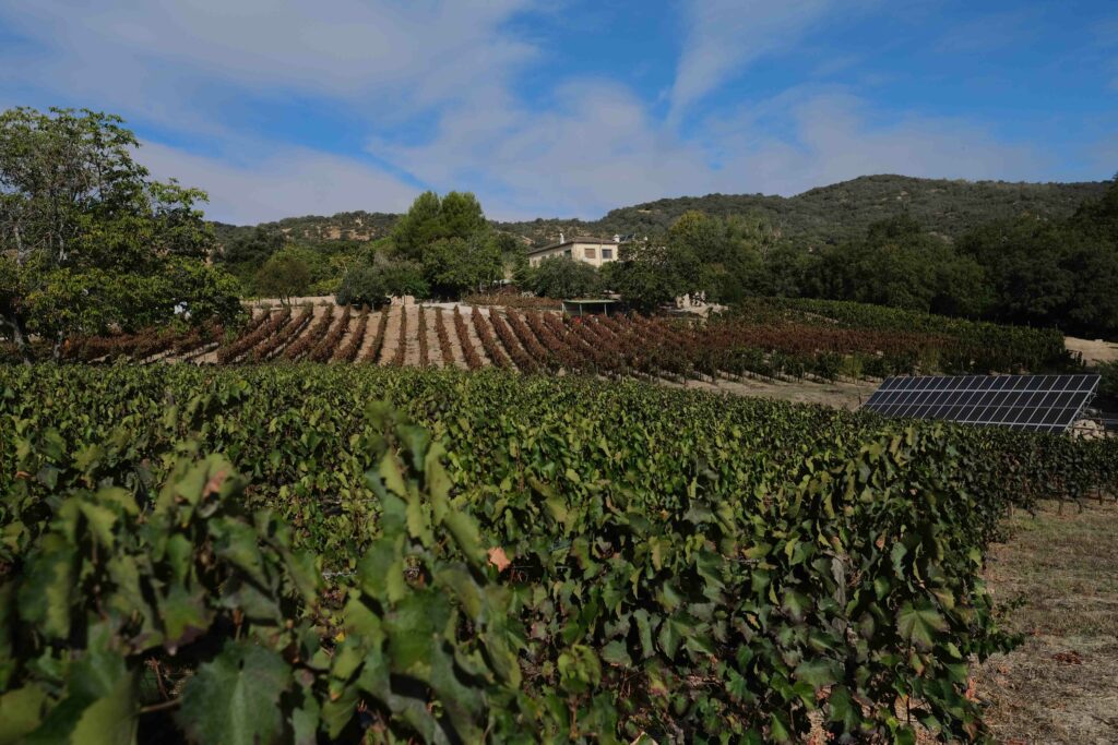 Los viñedos se encuentran situados alrededor de la bodega